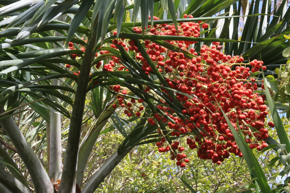 Datteri freschi sulla palma da dattero, Phoenix dactylifera