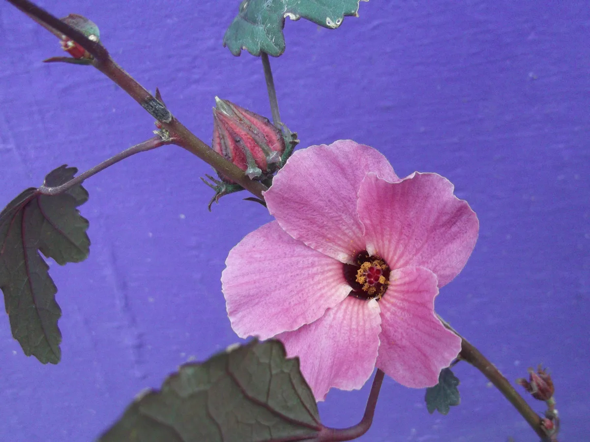 Fiore di Hibiscus sabdariffa, la pianta da cui si ricava il karkadè
